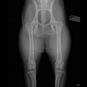 X-ray of OFA "Excellent Hip"