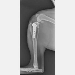 Post-Op X-Ray of an TPLO