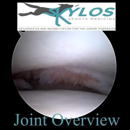 canine-arthroscopic-treatment-video