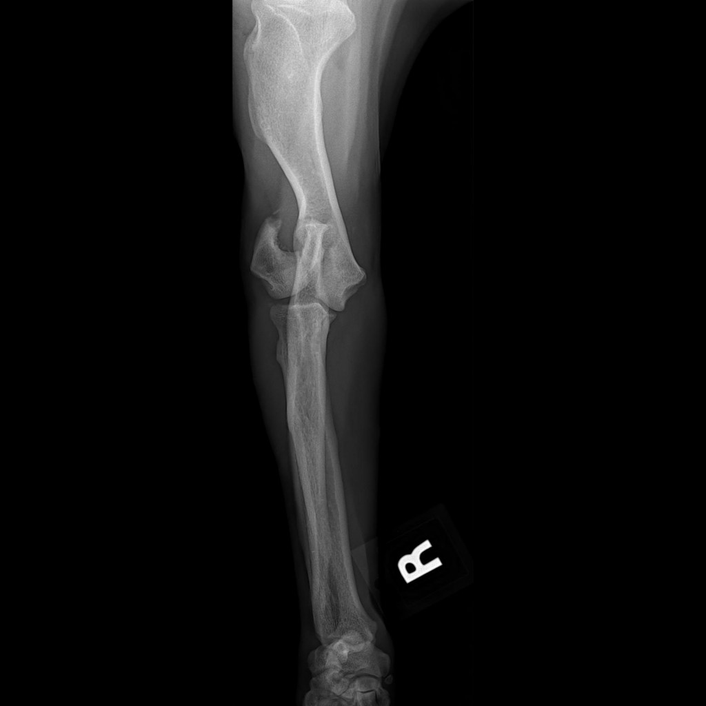 Canine Fracture